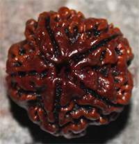 5 mukhi 151- 21.5mm